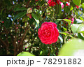 赤い椿の花 78291882