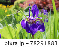 紫色の菖蒲の花 78291883