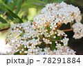 ガマズミの白い小花 78291884