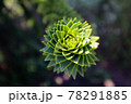 チリマツの先端 78291885