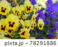 黄色と紫のパンジーの花 78291886