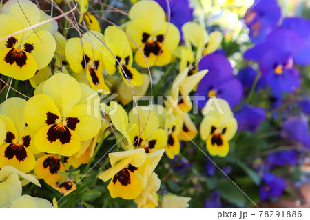 黄色と紫のパンジーの花の写真素材 7916