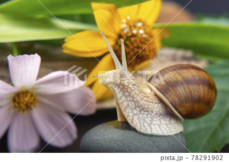 snail is actively crawling in nature. mollusc and invertebrate. delicacy meat and gourmet food. 78291902
