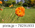 オレンジ色のポピーの花 78291933