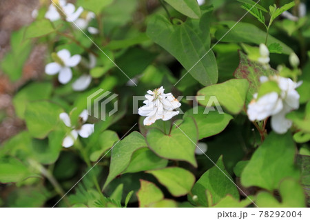 八重咲ドクダミの花 78292004