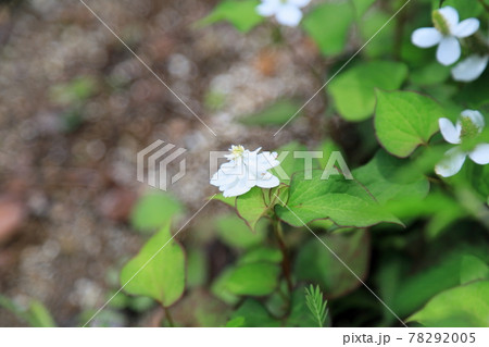 八重咲ドクダミの花 八重咲ドクダミの花 78292005