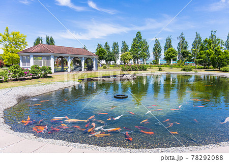 池の鯉とガゼボ 78292088