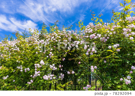 ピンクの薔薇と青空 78292094