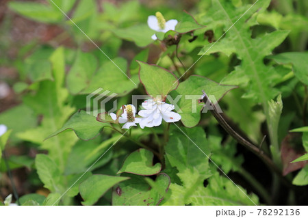 八重咲ドクダミの花 八重咲ドクダミの花 78292136