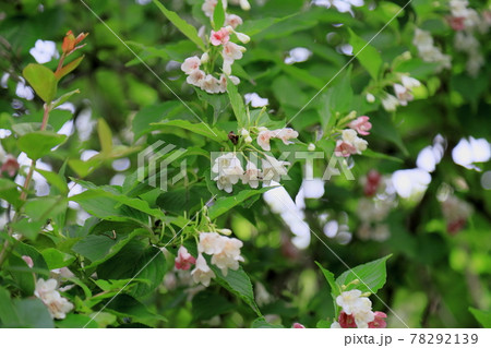 ハコネウツギの花 78292139