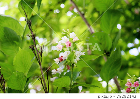 ハコネウツギの花 ハコネウツギの花 78292142