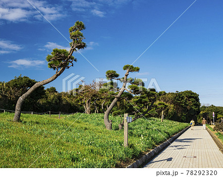湘南三浦半島の先端の神奈川県三浦市城ヶ島の冬風景 78292320