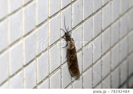 ヤマトクロスジヘビトンボ 78292484