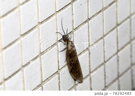 ヤマトクロスジヘビトンボ 78292485