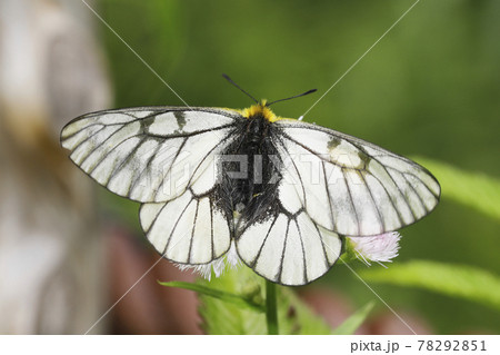 ウスバシロチョウ ウスバシロチョウ 78292851
