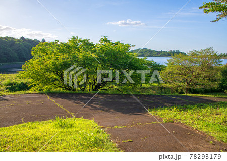 春の風景　那須野が原公園　調整池方面　　　 78293179