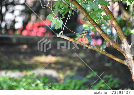 水辺の青い宝石カワセミ 78293437