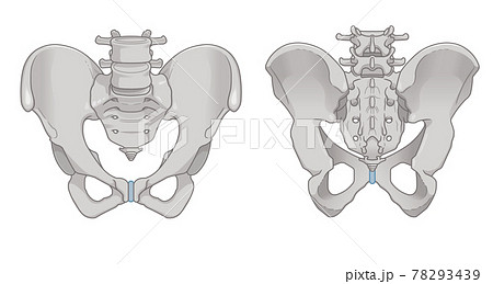 正面と背面の骨盤イラストのイラスト素材