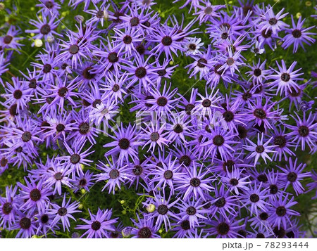 ブラキカムブルースターの青い小花の満開時 Brachycome Blue Star ブラキカムブルースターの青い小花の満開時 Brachycome Blue Star 78293444