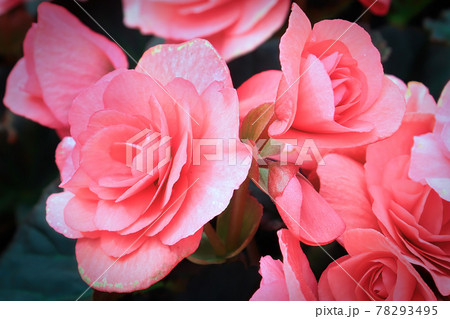 Macro background of pink begonia flowers in bloom 78293495