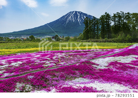 俱知安町 三島さんの芝桜庭園 俱知安町 三島さんの芝桜庭園 78293551