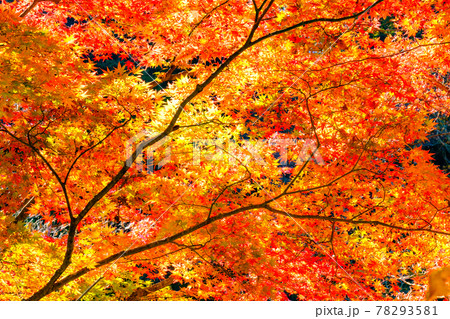 紅葉 紅葉 78293581