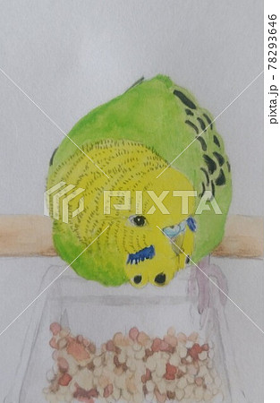 ご飯を食べるセキセイインコのイラスト素材 ご飯を食べるセキセイインコのイラスト素材