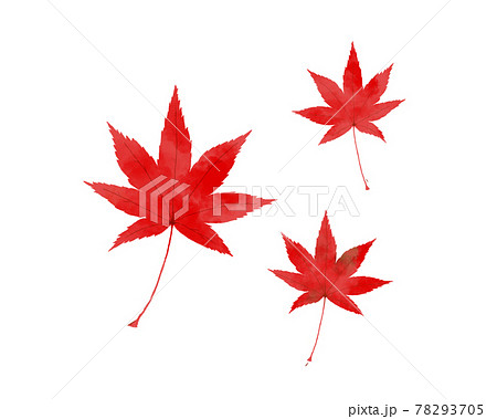 もみじの葉っぱの水彩イラスト素材のイラスト素材