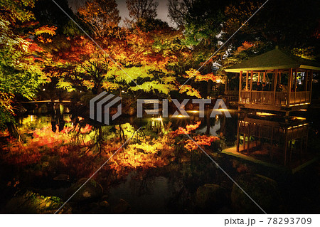 東京太田黒公園のモミジ　ライトアップ 78293709