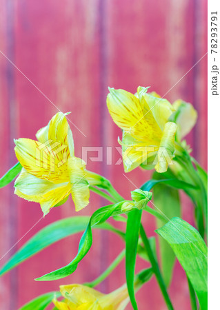 満開の黄色の百合 満開の黄色の百合 78293791