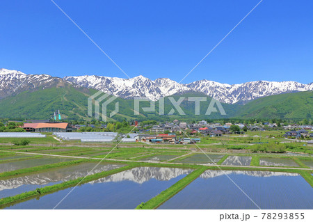 白馬の5月　残雪の白馬三山を映す水田 78293855