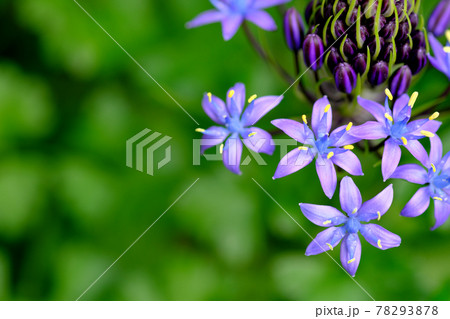 緑の背景とシラーベルビアナの花 78293878