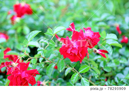 バラの花　マイナーフェアー 78293909