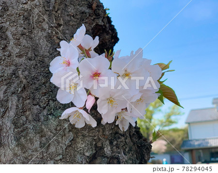 木の根元で元気に咲く桜たち 78294045