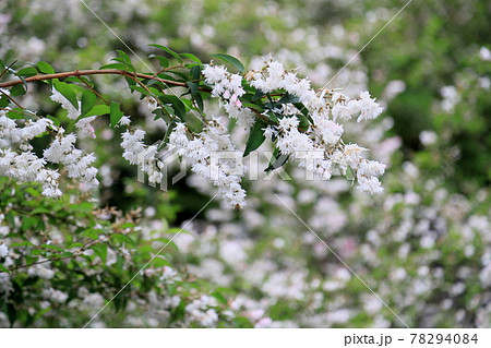 サラサウツギの花 サラサウツギの花 78294084
