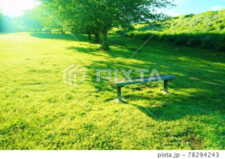 夏イメージ　初夏の公園　芝生のグリーンと木のベンチ 78294243