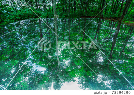 ステンレスの鏡に映る緑の葉が生い茂るブナの木々 ステンレスの鏡に映る緑の葉が生い茂るブナの木々 78294290