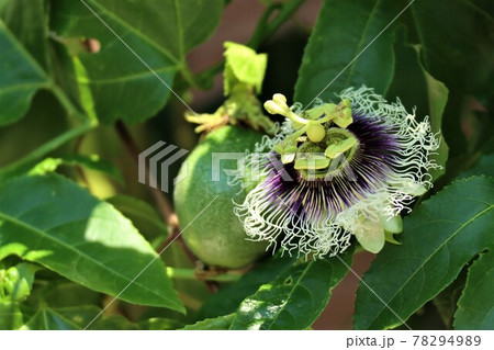 パッションフルーツ 78294989