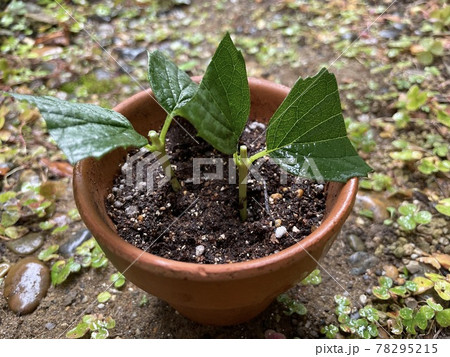 バイカウツギの挿し木 78295215