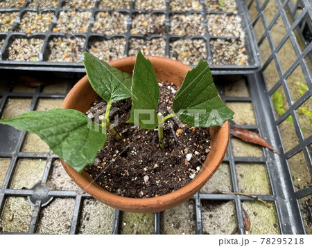 バイカウツギの挿し木 バイカウツギの挿し木 78295218