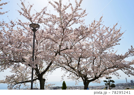 かみね公園の桜を見に行きました #33 かみね公園の桜を見に行きました #33 78295241