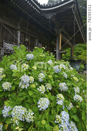 ≪京都 福知山 丹州観音寺のあじさい≫ 初夏 梅雨イメージ ≪京都 福知山 丹州観音寺のあじさい≫ 初夏 梅雨イメージ 78295311