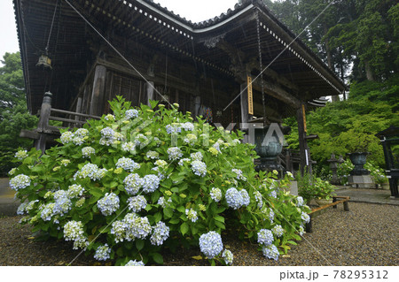 ≪京都 福知山 丹州観音寺のあじさい≫ 初夏 梅雨イメージ ≪京都 福知山 丹州観音寺のあじさい≫ 初夏 梅雨イメージ 78295312