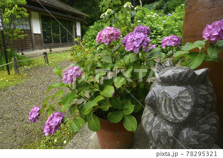 ≪京都 福知山 丹州観音寺のあじさい≫ 初夏 梅雨イメージ ≪京都 福知山 丹州観音寺のあじさい≫ 初夏 梅雨イメージ 78295321