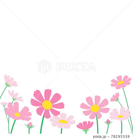 コスモスがたくさん咲いている風景のイラスト 正方形のイラスト素材
