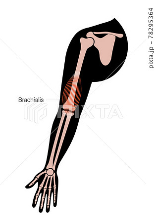 Muscular system arms 78295364