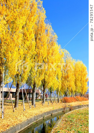 ポプラ並木の紅葉 78295547