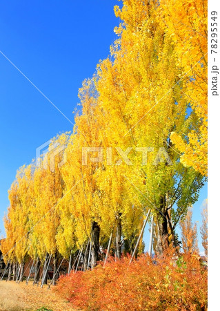 ポプラ並木の紅葉 78295549
