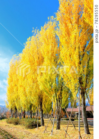 ポプラ並木の紅葉 ポプラ並木の紅葉 78295550