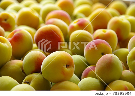 梅の実　たくさんの梅の実　熟した梅の実 78295904